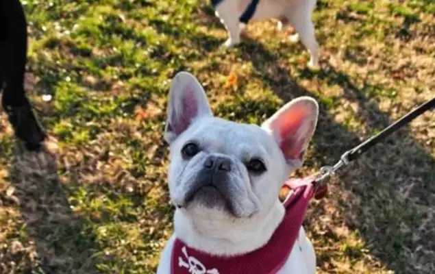 If you're not prepared for this four, don't have a dog, it's not good