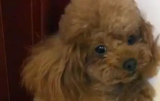 Teddy made a mistake and told the master to put his hand down when he was trained
