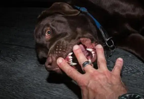 If you're not prepared for this four, don't have a dog, it's not good