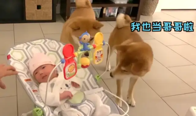 The hostess took the baby home and told the dog that it was his "sister."