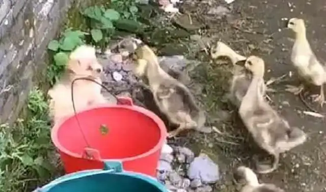 Booby dogs are surrounded by geese. Booby dogs are tough to kill