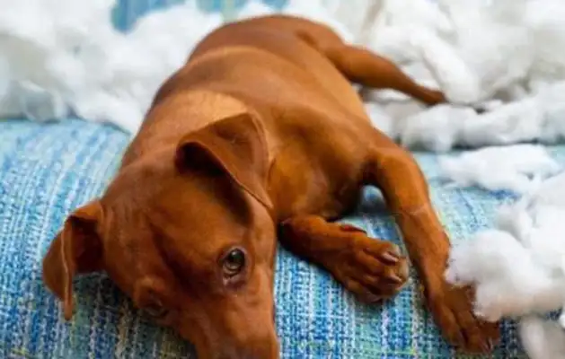 If you're not prepared for this four, don't have a dog, it's not good