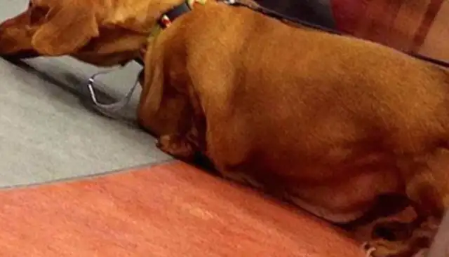 Dogs are fed pizza and fast food for a long time, fat enough to lose 25 pounds of weight, double-pipe diet. Down
