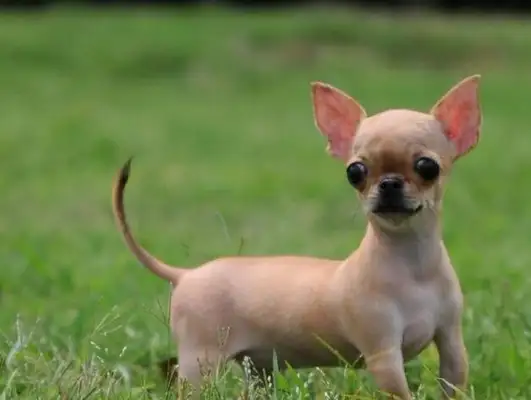 The best five pet dogs in the family