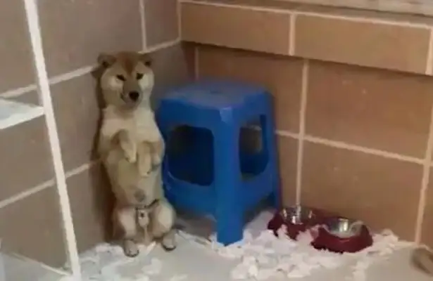 Two wooddogs were caught, one actively admitted his mistake, and the other dog was so proud