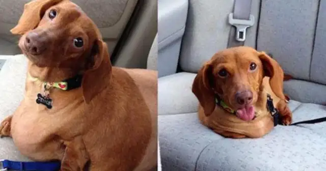 Dogs are fed pizza and fast food for a long time, fat enough to lose 25 pounds of weight, double-pipe diet. Down
