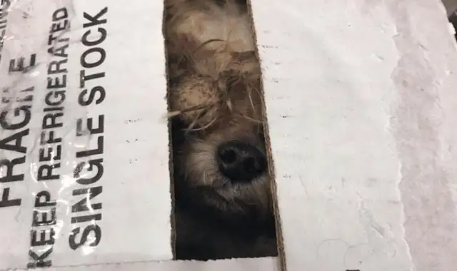 A man who abandoned his dog for nine years, and a hairdresser took care of it to regenerate it