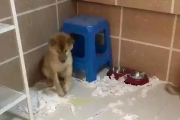 Two wooddogs were caught, one actively admitted his mistake, and the other dog was so proud