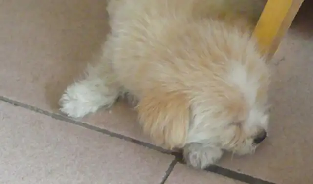 In the case of a dog-injured dispute, the people ' s court can sue for failure to reach a settlement