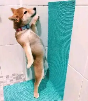 The man had a firewood dog and went home after work and saw the dog in the bathroom