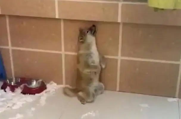 Two wooddogs were caught, one actively admitted his mistake, and the other dog was so proud