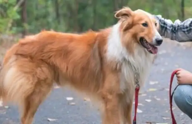 The pet dogs are moths again, and this time in Xi'an, the owner is called the dog "Big Fad"