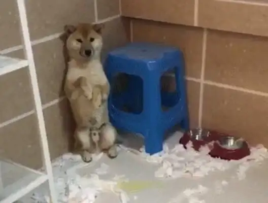 Two wooddogs were caught, one actively admitted his mistake, and the other dog was so proud
