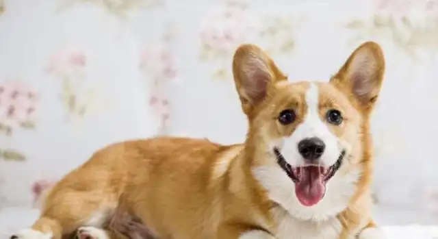 The best five pet dogs in the family