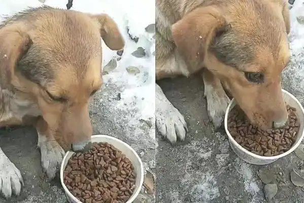 Mothers of stray dogs who hide in the snow would rather starve themselves than leave the baby