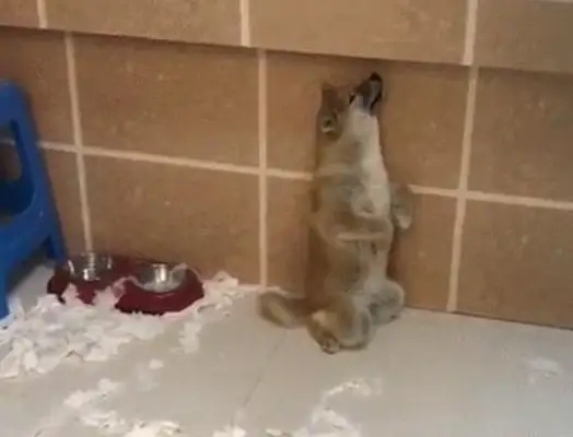 Two wooddogs were caught, one actively admitted his mistake, and the other dog was so proud