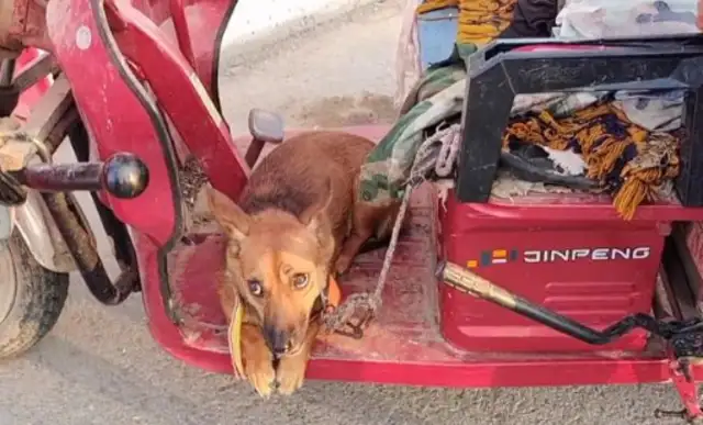 140 bucks, dog-scared dog in the car. Dog-sellers say: I don't give 10 bucks. It's..