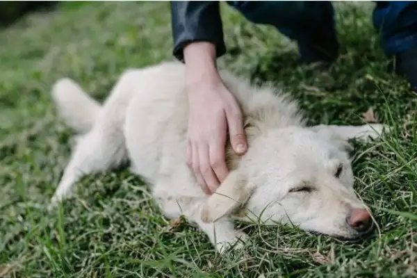 Chihuahua learns his skills, rides a big white bear on his back