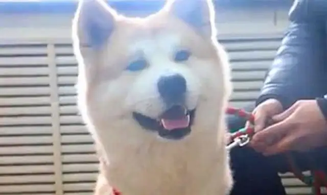 The Akitas have been missing for days, thanks to the police? When the master claimed it, he told me it was for the opposite sex