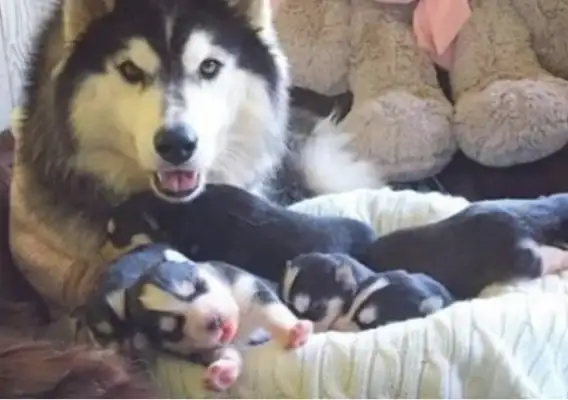 Haskiss had a bunch of dogs. The owner didn't sell one