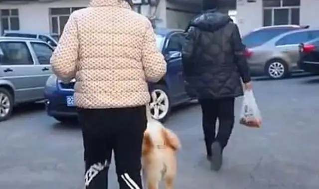 The Akitas have been missing for days, thanks to the police? When the master claimed it, he told me it was for the opposite sex