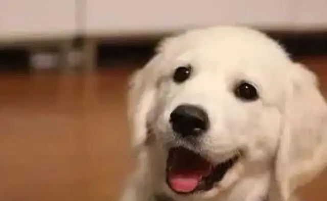 What if the dog doesn't know the manners? Teach you to train dogs to be polite