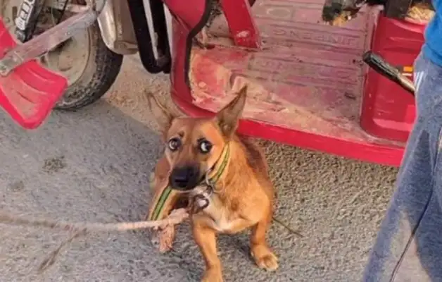 140 bucks, dog-scared dog in the car. Dog-sellers say: I don't give 10 bucks. It's..