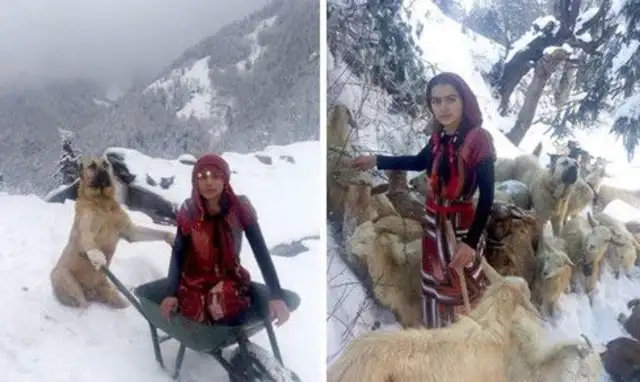 Mother lamb with a blizzard