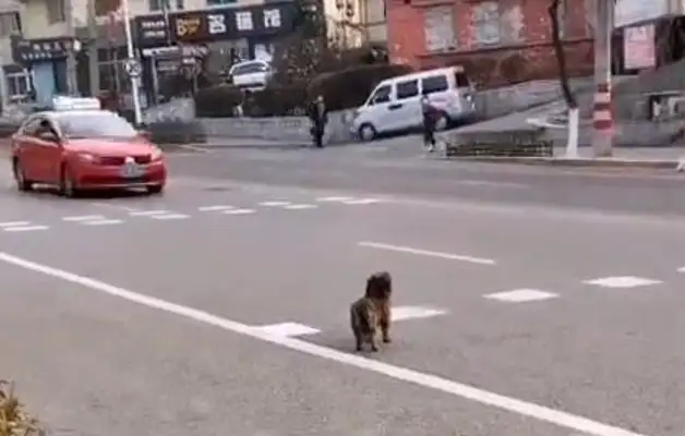 Waiting for the master's dog in the middle of the road, the helpless shadow looked at him and finally joined him