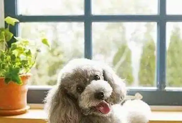 What if the dog doesn't know the manners? Teach you to train dogs to be polite