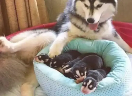 Haskiss had a bunch of dogs. The owner didn't sell one