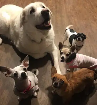 Chihuahua learns his skills, rides a big white bear on his back
