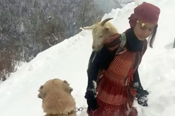 Mother lamb with a blizzard