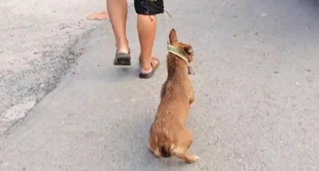 140 bucks, dog-scared dog in the car. Dog-sellers say: I don't give 10 bucks. It's..