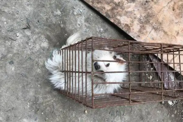 Mom took the dog home when she saw it in a cage and left it on the road
