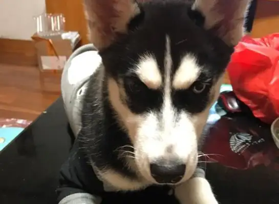 I've only been crying for a day to get my dog back