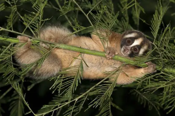 Lazy monkeys whose elbows are toxic, with venom in his dog's teeth, who bite his own people