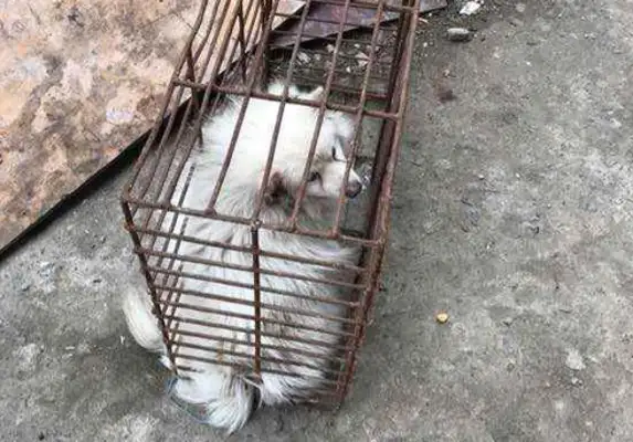 Mom took the dog home when she saw it in a cage and left it on the road