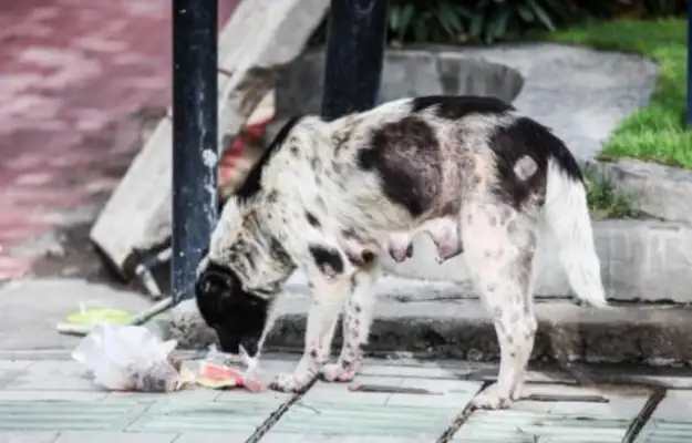 Old-age doggies are abandoned, starved to the ground, and the master of adoption feels the treasure