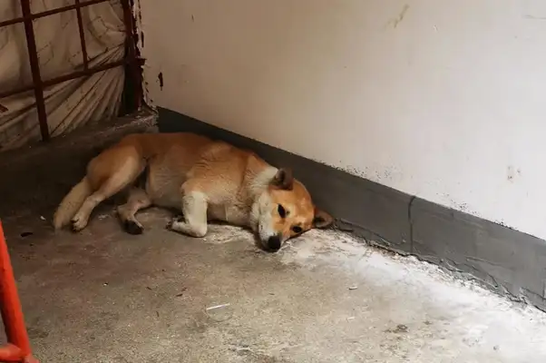 The street dog bench was unable to stand on its limbs, and it was not a day to eat or drink yesterday。