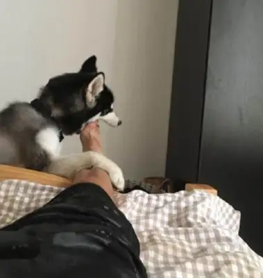 He wakes the master and bites his feet. The little look of the dog for the next second
