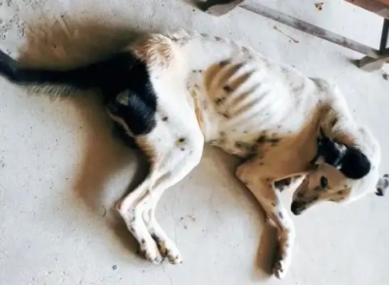 Old-age doggies are abandoned, starved to the ground, and the master of adoption feels the treasure