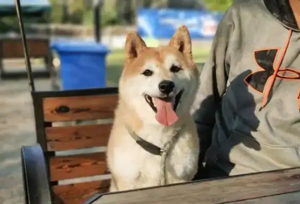 The second-auction Chai Dog Deng: Waiting for a new owner who won't abandon it