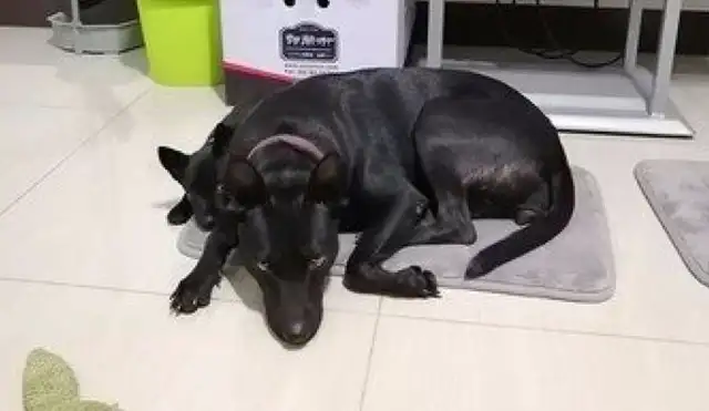 The dog hides behind his mother's back when he makes a mistake