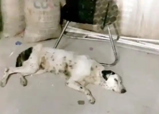 Old-age doggies are abandoned, starved to the ground, and the master of adoption feels the treasure