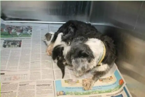 The story of the stray dog and the cat, the story of the stray cat and the dog