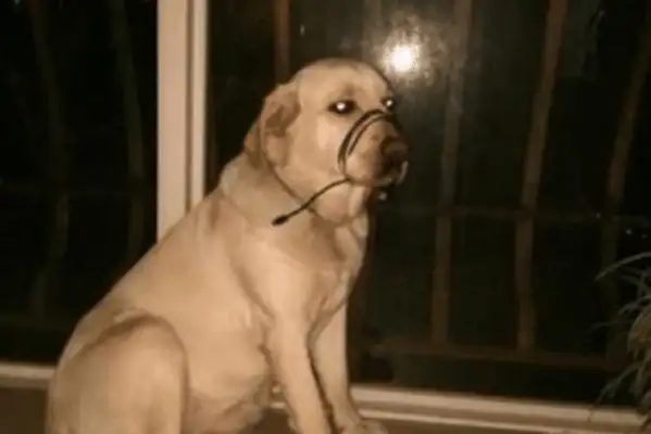 The dog snapped off the data line, the master tied his mouth when he got angry