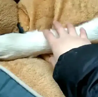 The dog was holding on to the little mat, and the master was skeptical