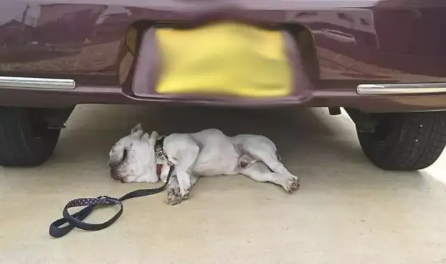 How do you wake a bulldog who's drunk and unconscious? You've been lying on my chassis for two hours