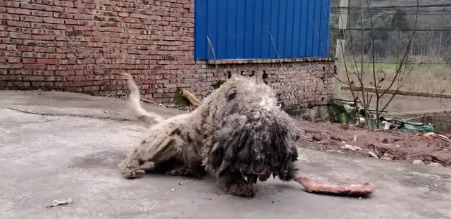 The villagers threatened to kill it, a dirty stray dog, and they didn't know it was like this until they were rescued